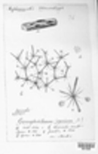 Chloridium caesium image